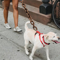 Funny Dog Leash for Pet Fun